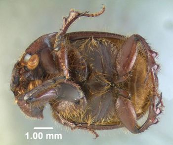 Media type: image;   Entomology 602051 Aspect: habitus ventral view